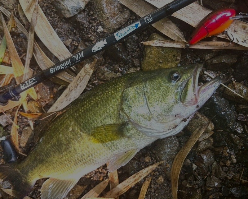 Monsturo”L-TEX”  Bring out 70M